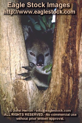 KOALA8 - Koala photo.